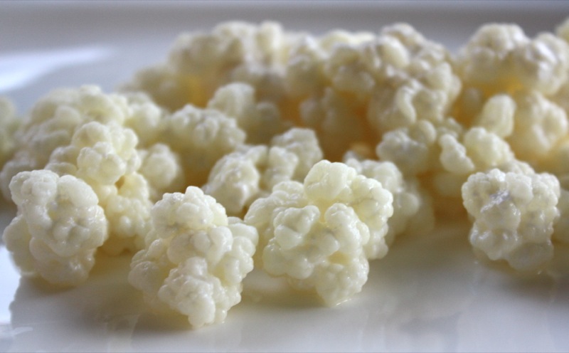 Kefir grains: what are they & where to find them?