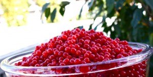 High Bush Cranberry Jelly - A Canadian Foodie