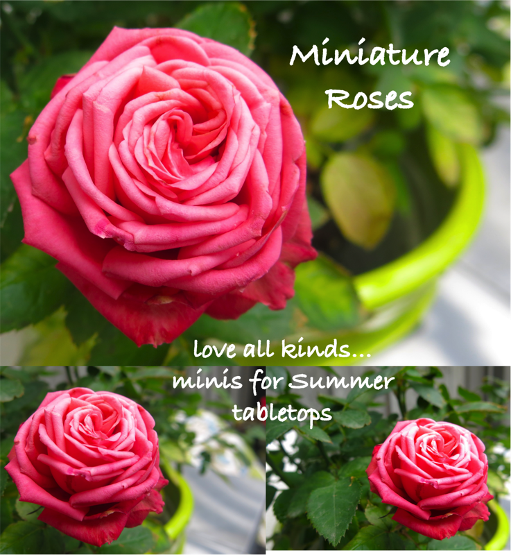 17a Miniature Roses